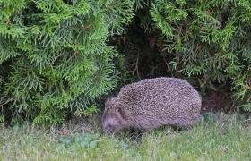 Erinaceus europaeus