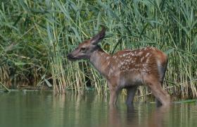 Cervus elaphus