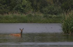 Cervus elaphus