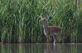 Cervus elaphus