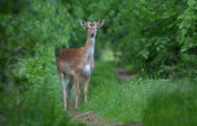 Cervus elaphus