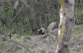 Nyctereutes procyonoi