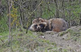 Nyctereutes procyonoi