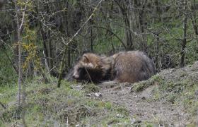Nyctereutes procyonoi
