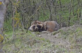 Nyctereutes procyonoi