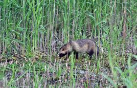 Nyctereutes procyonoi