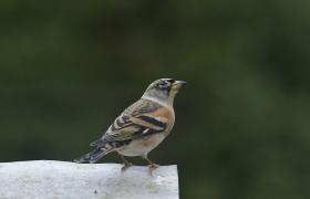 Fringilla montifringilla