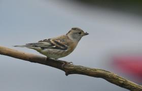 Fringilla montifringilla