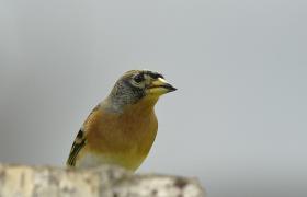 Fringilla montifringilla