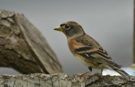 Fringilla montifringilla