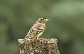 Fringilla montifringilla