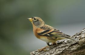 Fringilla montifringilla
