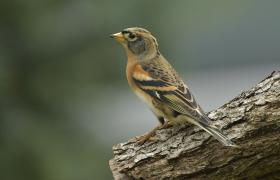 Fringilla montifringilla