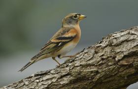 Fringilla montifringilla