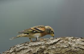 Fringilla montifringilla