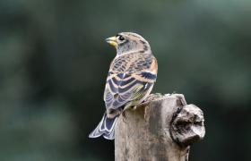 Fringilla montifringilla