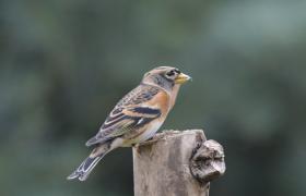 Fringilla montifringilla