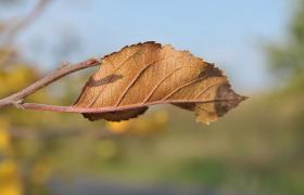 Autum