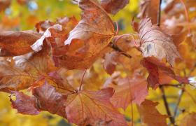 Autum