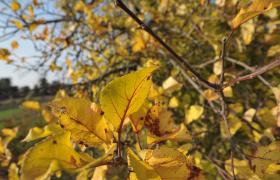 Autum