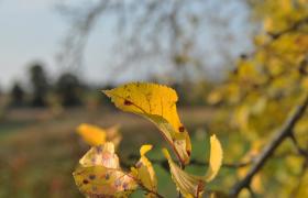 Autum