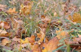Autum