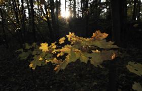 Autum