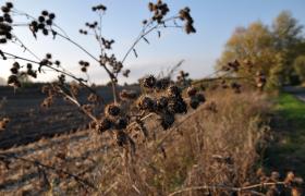 Autum