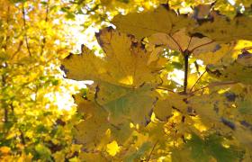 Autum