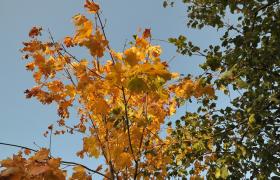 Autum