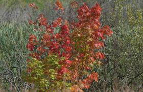 Autum