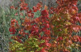 Autum