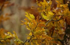 Autum