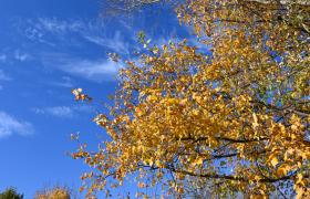 Autum