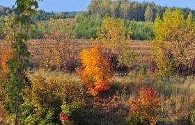 Autum