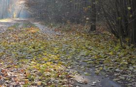 Autum