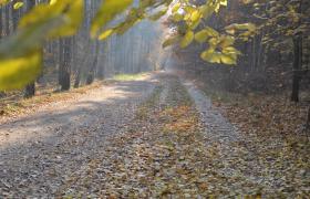 Autum