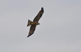 Milvus migrans