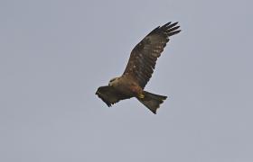 Milvus migrans