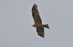 Milvus migrans