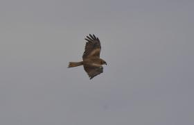 Milvus migrans