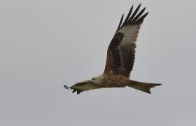Milvus milvus