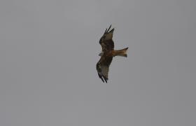 Milvus milvus
