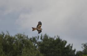 Milvus milvus