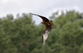 Milvus milvus