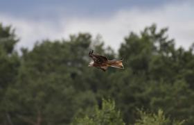 Milvus milvus