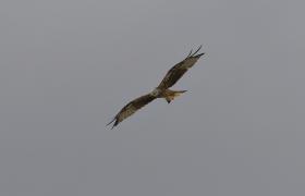 Milvus milvus