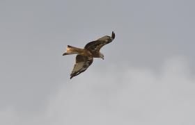 Milvus milvus