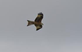 Milvus milvus