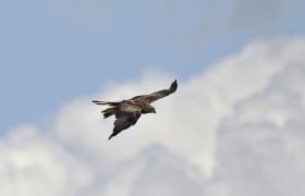 Milvus milvus